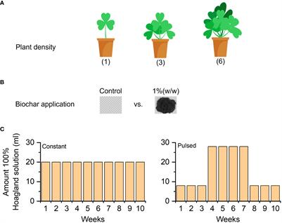 Effects of biochar application and nutrient fluctuation on the growth, and cadmium and nutrient uptake of Trifolium repens with different planting densities in Cd-contaminated soils